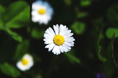 Close-up of white daisy flower