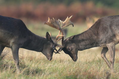 Two fallow deer fighting