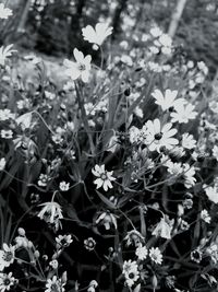 Close-up of flowers blooming outdoors