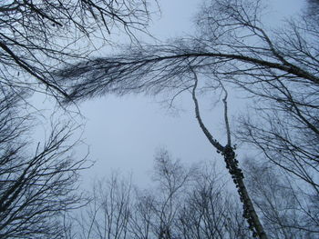 Low angle view of bare trees against clear sky