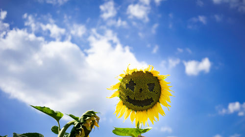 Low angle view of sunflower against sky