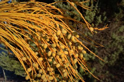 Close-up of fresh yellow tree