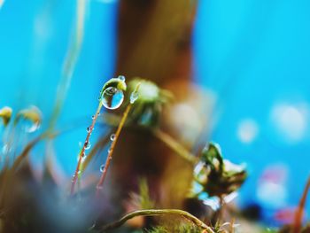 Close-up of water drops on plant