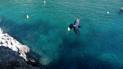 High angle view of duck swimming in sea