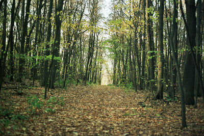 View of trees in forest