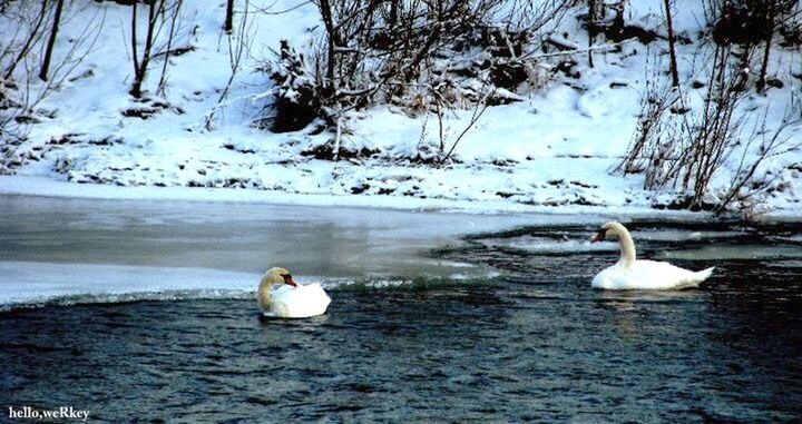 bird, water, animal themes, animals in the wild, wildlife, lake, swan, swimming, white color, waterfront, nature, reflection, floating on water, water bird, winter, beauty in nature, tranquility, rippled, duck, two animals