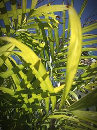 Close-up of plants