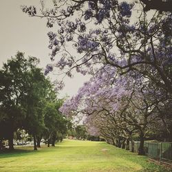 Trees in park