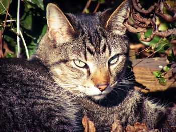 Close-up portrait of tabby cat