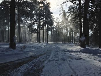 Snow covered road amidst trees in forest