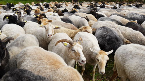 View of sheep herd on farm