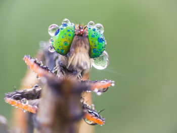 Close-up of butterfly pollinating on flower