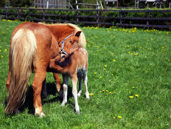 Polish pony mare feeding her foal