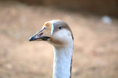 Close-up of goose