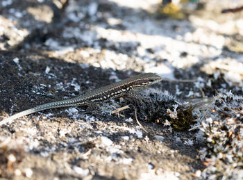 Close-up of lizard on rock