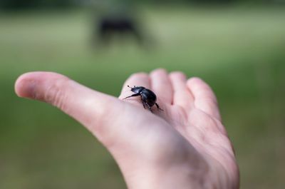 Close-up of insect on hand