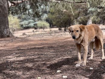 View of an animal on land