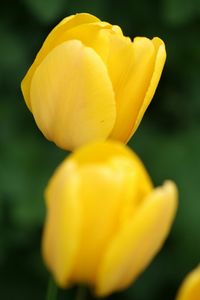 Close-up of yellow flower blooming outdoors