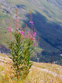 Purple flowering plant on field