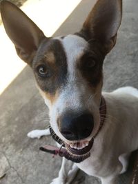 Close-up portrait of dog at camera