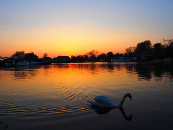 Swan swimming in lake against sky during sunset