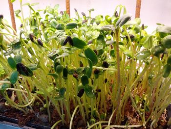 Close-up of plants