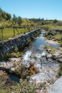 Scenic view of stream amidst trees against sky