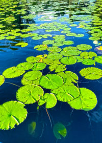 High angle view of leaves floating on water