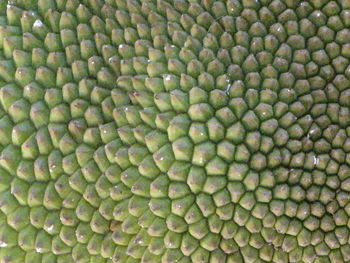 Full frame shot of green leaves