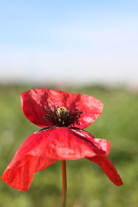 Close-up of red flower blooming outdoors