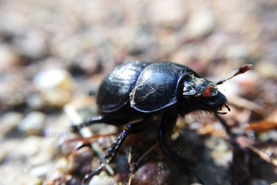 Close-up of insect