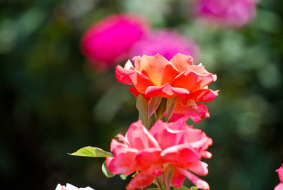 Close-up of pink rose