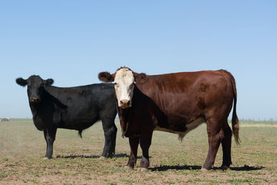 Portrait of cows on field against sky