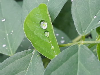 Close-up of water drops on leaf