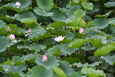 Close-up of pink flowering plants