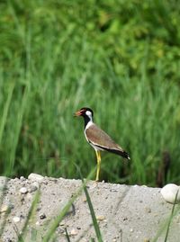 Red-wattled lapwing perching on rock