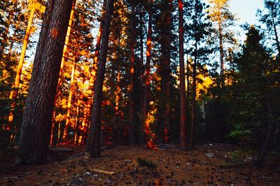 Trees in forest