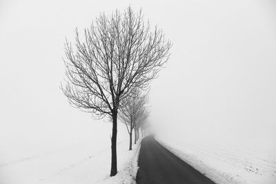 Close-up of tree against sky