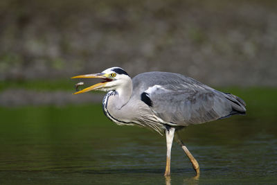 Close-up of a bird