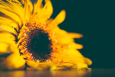 Close-up of yellow flower