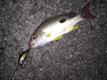 High angle view of fish in sea