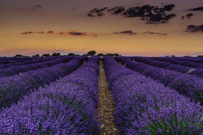 Scenic view of lavender field against sky during sunset