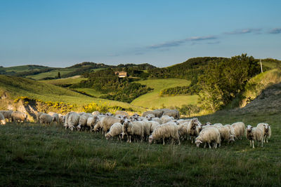 Sheep grazing on landscape against sky