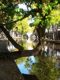 Reflection of trees in water