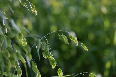 Close-up of fresh green leaf