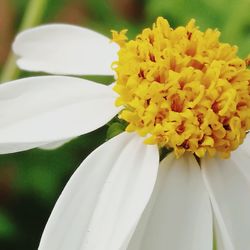 Close-up of yellow flower blooming outdoors