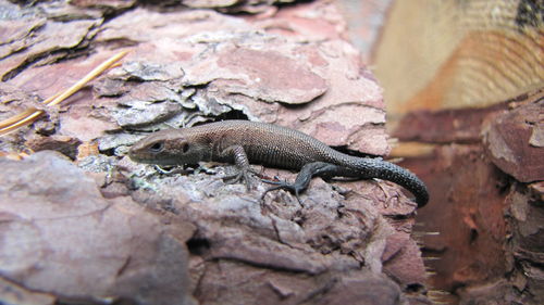 Close-up of lizard on rock