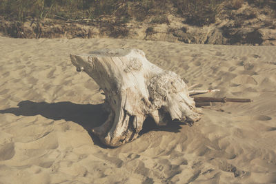 High angle view of driftwood on sand at beach