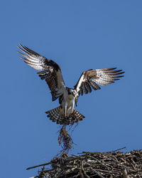 Low angle view of eagle flying against clear blue sky