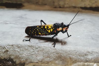 Close-up of butterfly